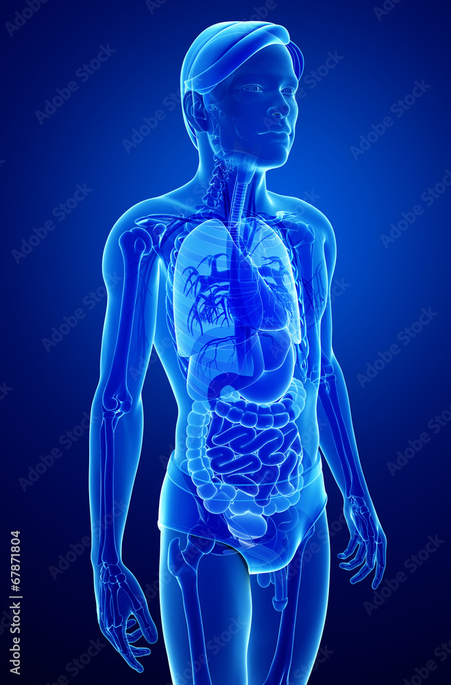 Xray digestive system of male body artwork Xray digestive system of male body artwork