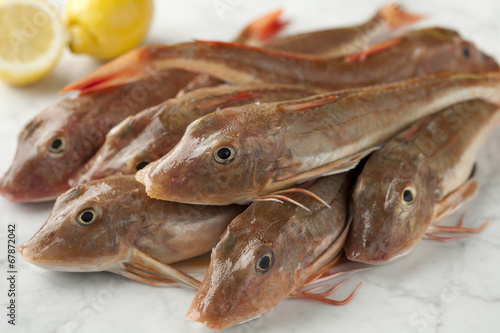 Fresh red gurnard fishes