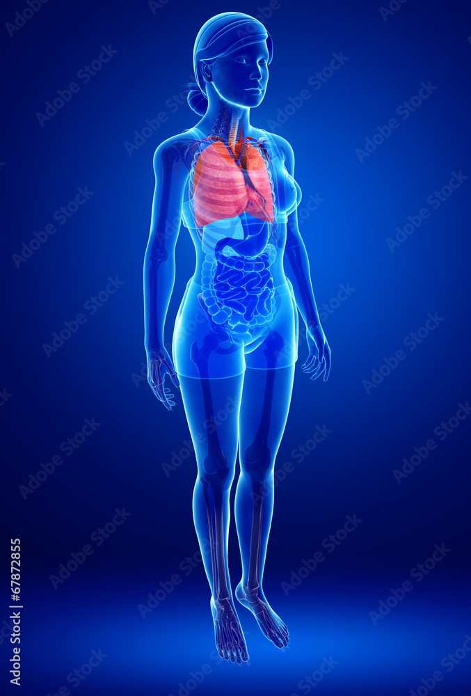 Female lungs anatomy Female lungs anatomy