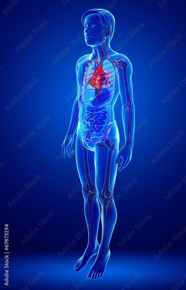 Male heart anatomy