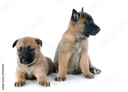 puppies malinois