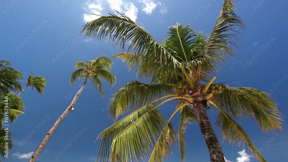 Top of coconut palm tree on blue sky background
Top of coconut palm tree on blue sky background
