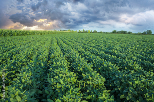 Soy field with rows of soya bean plants