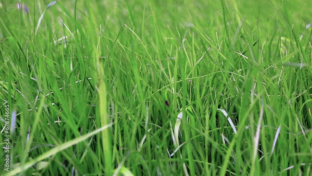 Grass background. Macro shot. DOF Grass background. Macro shot. DOF
