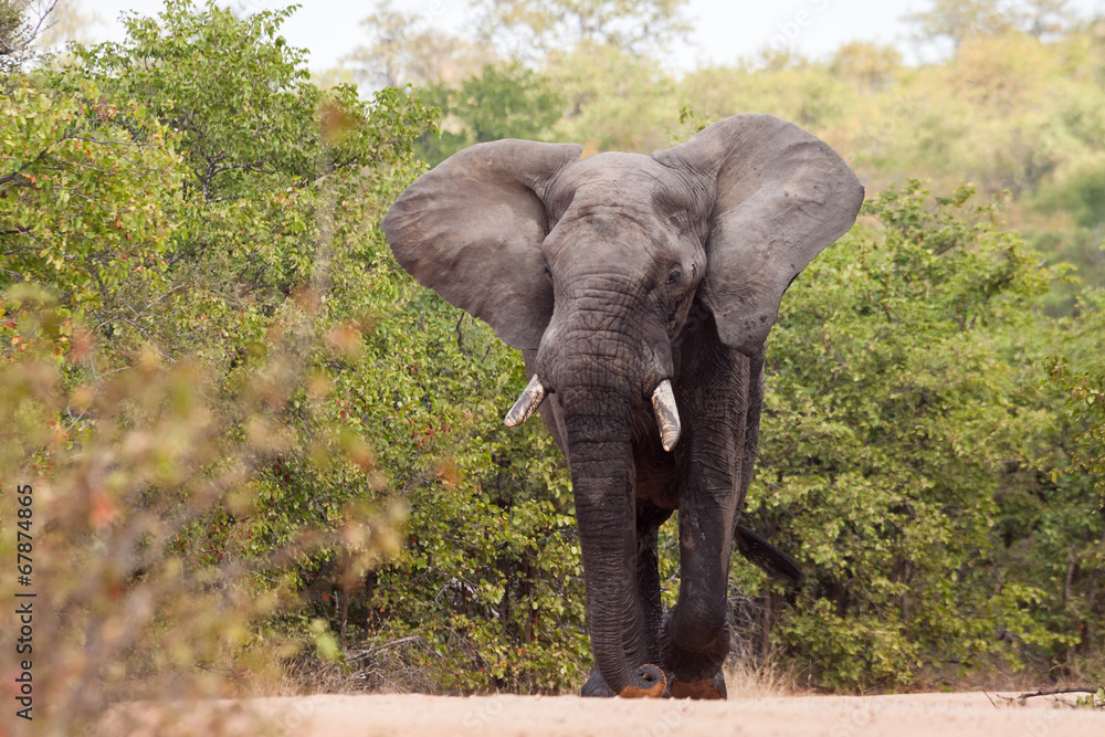 Large elephant flapping it's ears