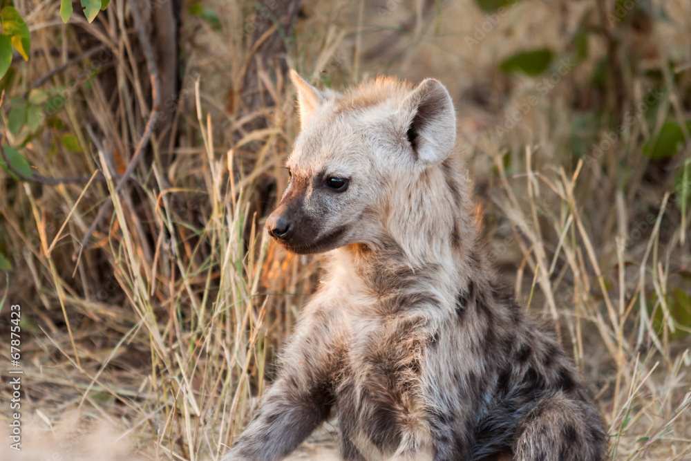 A young spotted hyena pup resting in the shade A young spotted hyena pup resting in the shade