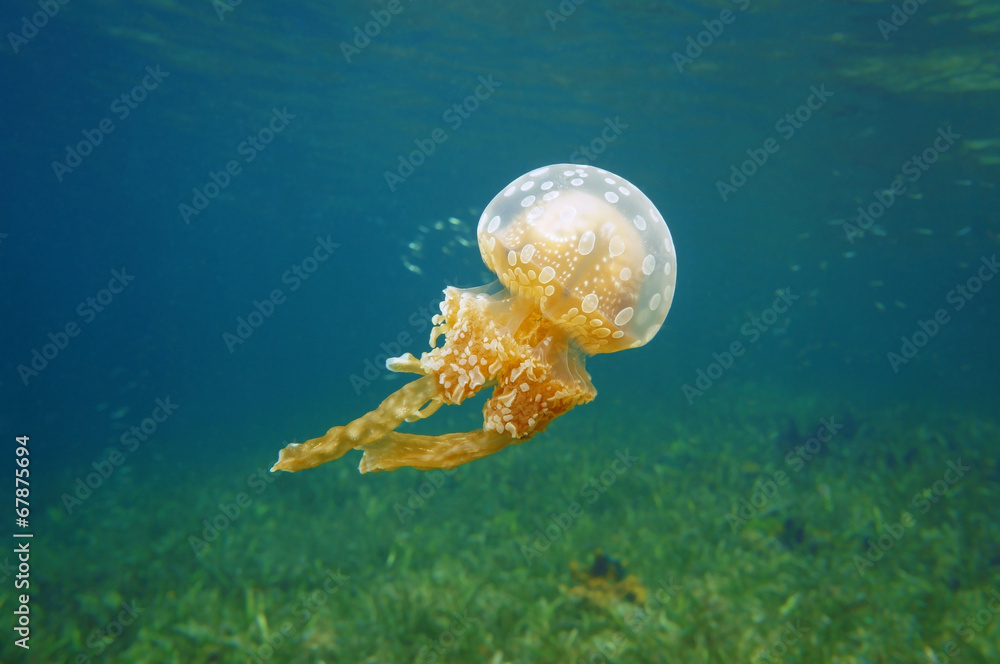 Naklejka premium Spotted jelly Mastigias jellyfish in Caribbean sea