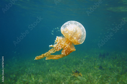 Spotted jelly Mastigias jellyfish in Caribbean sea