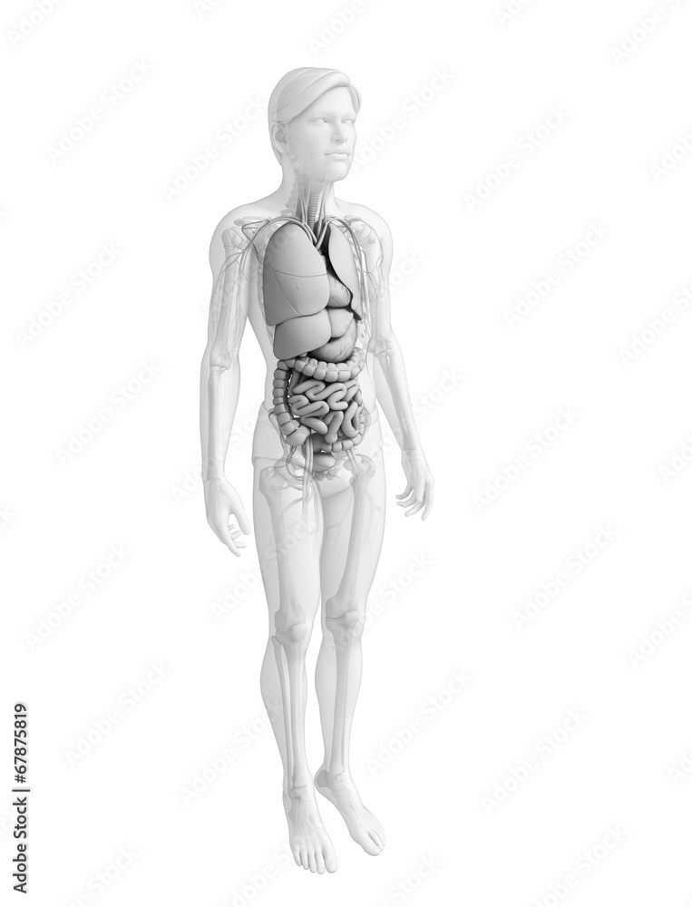 Digestive system of male anatomy
