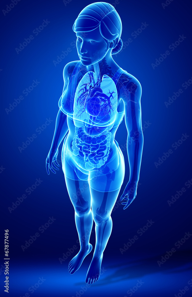 Xray digestive system of female body Xray digestive system of female body