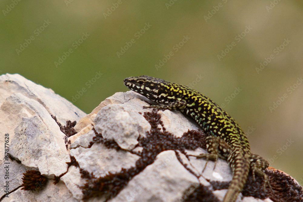 lucertola muraiola (Podarcis muralis) lucertola muraiola (Podarcis muralis)
