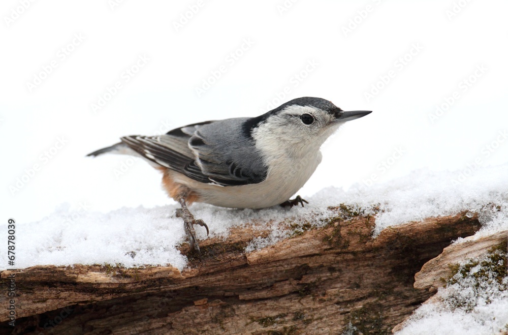 White-breasted Nuthatch (sitta carolinensis) in snow White-breasted Nuthatch (sitta carolinensis) in snow