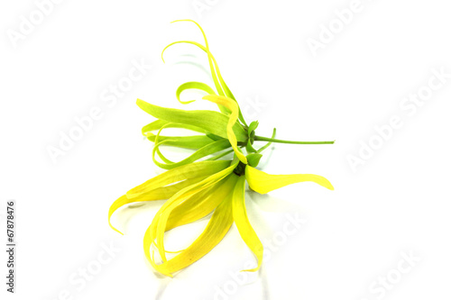 Ylang-Ylang Flower