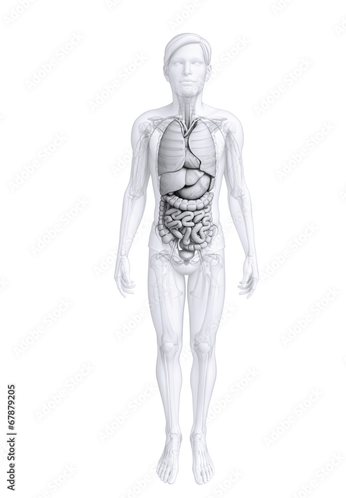 Digestive system of male anatomy