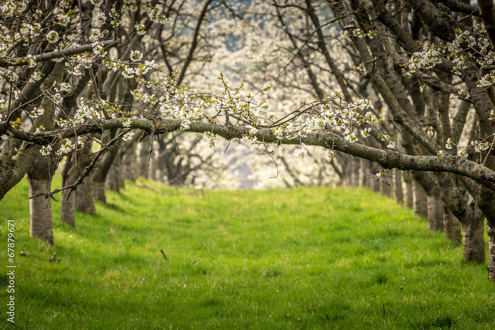 Kirschblüte Kirschblüte