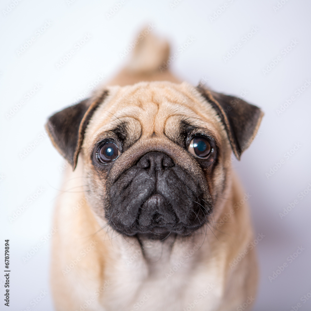 Funny Pug/Funny Pug at white background