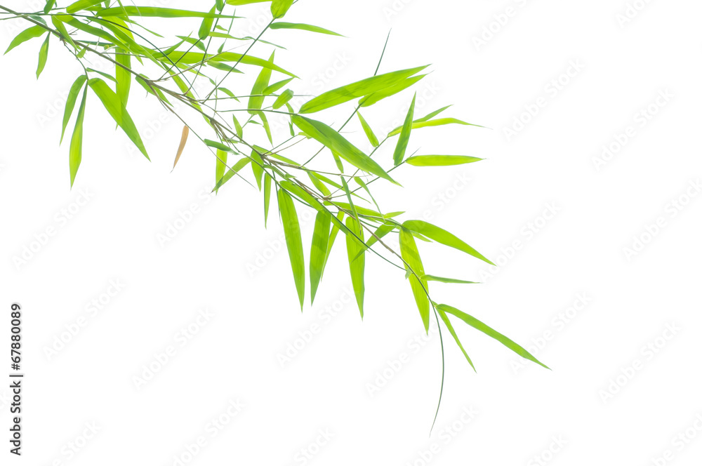 Naklejka premium Green bamboo leaves on a white background