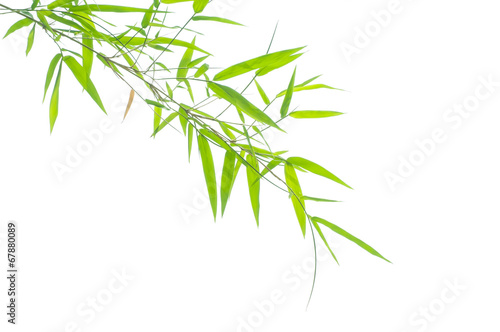 Fototapeta Naklejka Na Ścianę i Meble -  Green bamboo leaves on a white background
