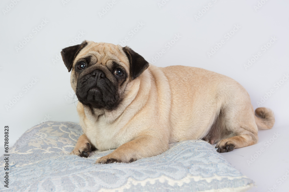 Funny Pug/Funny Pug at white background Funny Pug/Funny Pug at white background