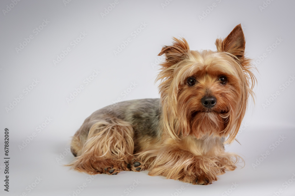 Funny Yorkshire terrier