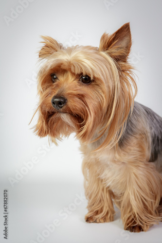 Funny Yorkshire terrier