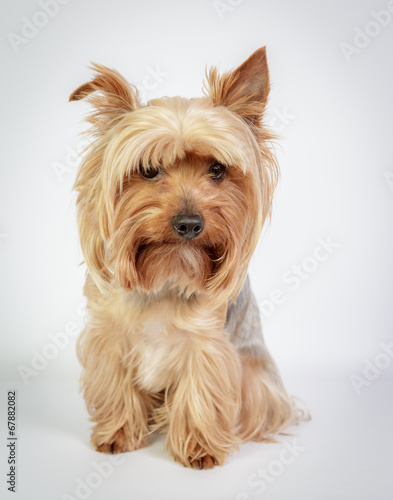 Funny Yorkshire terrier