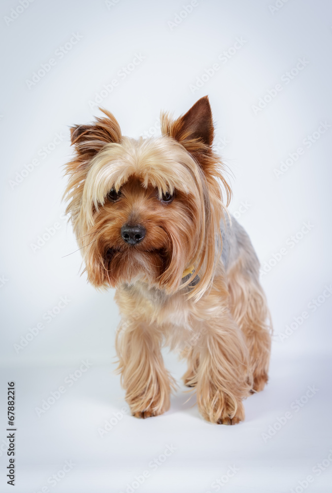 Funny Yorkshire terrier