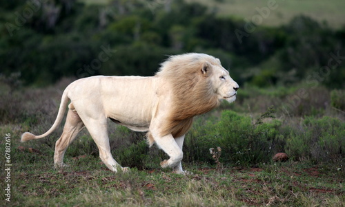 A big pure white male lion in this photo taken on safari in Africa.