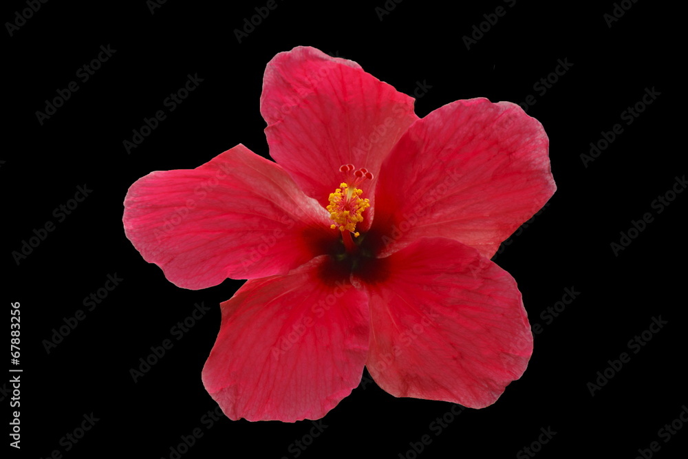 Fototapeta premium Pink flower isolated on black background