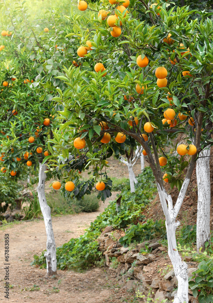 Mediterranean orange grove trees - obrazy, fototapety, plakaty 