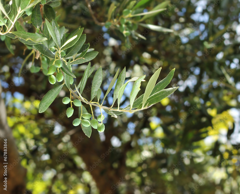 Fototapeta premium Fresh olive tree branch