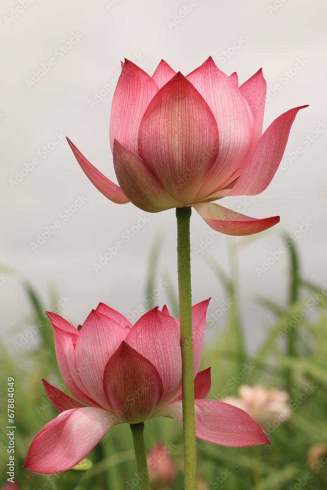 Naklejka premium Peony Lotus