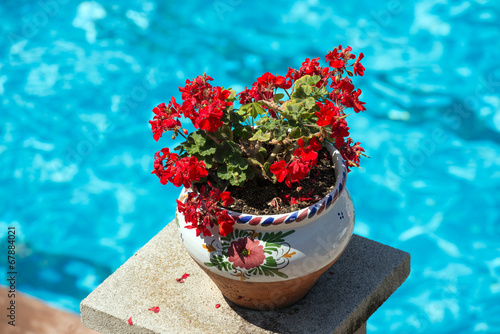 Fototapeta Naklejka Na Ścianę i Meble -  Red pelargonium flower in flowerpot on bright blue water backgro