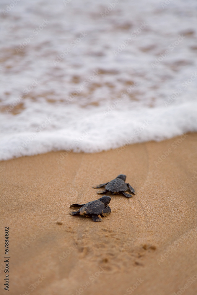 Obraz premium Baby turtles making it's way to the ocean