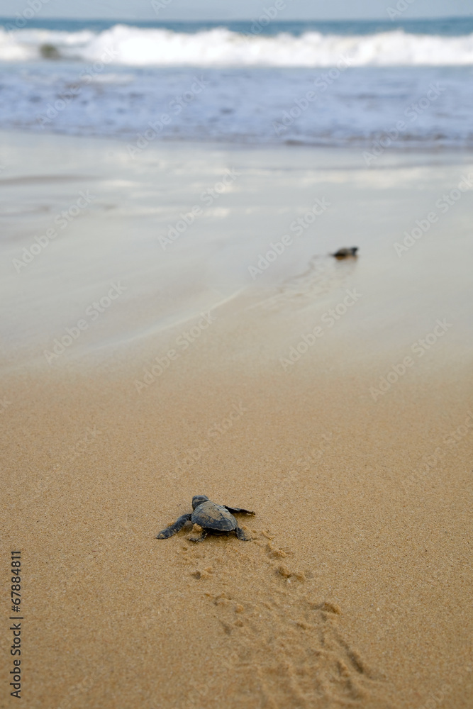 Fototapeta premium Baby turtles making it's way to the ocean