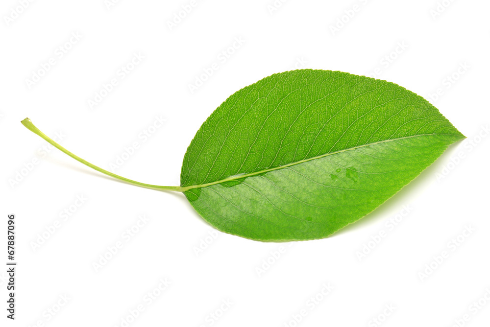 Obraz premium Single isolated leaf