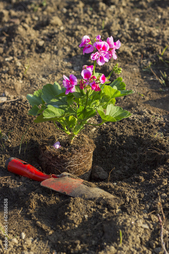 Fototapeta Naklejka Na Ścianę i Meble -  Gardening, Planting geraniums