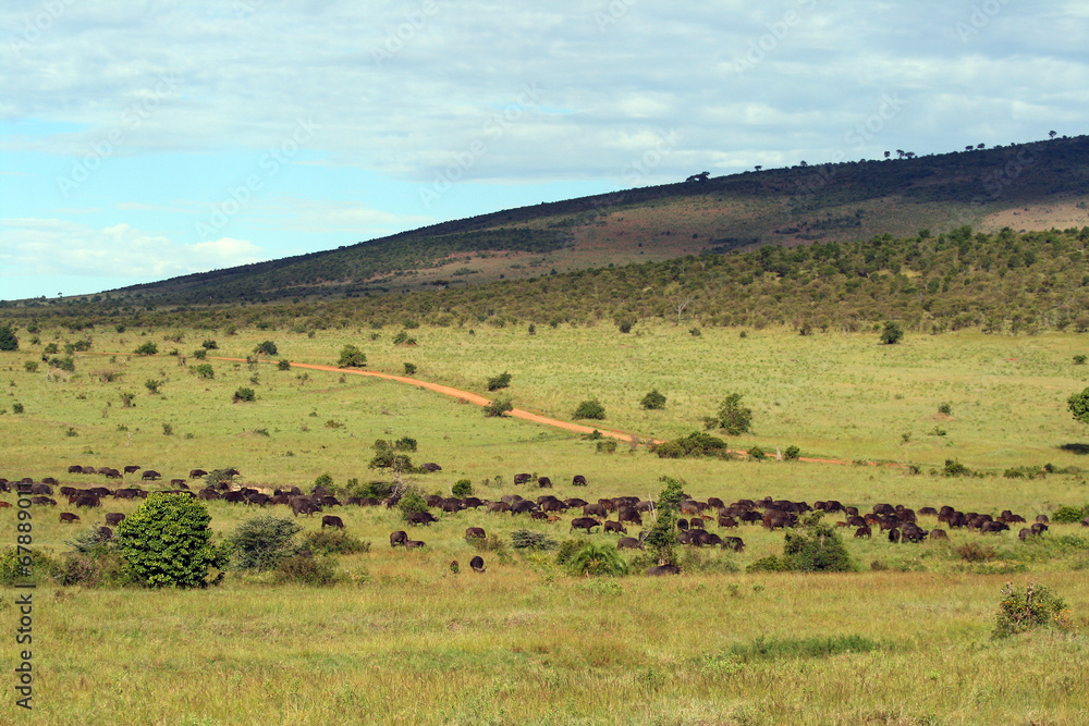 African wildlife