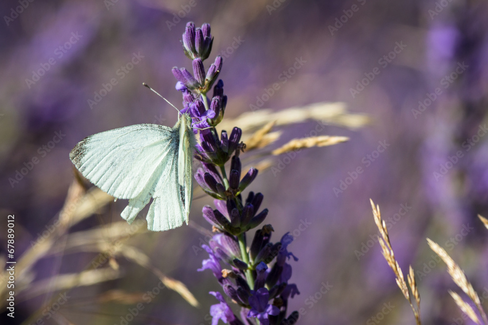 Naklejka premium Lavender flower with a butterfly