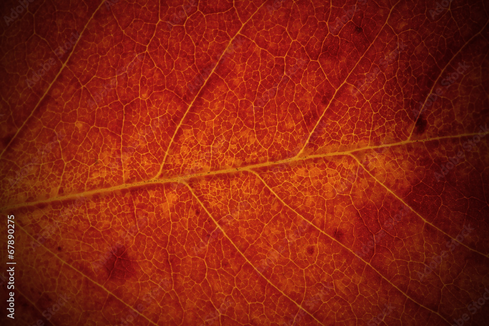 Obraz premium Bright leaf, close up