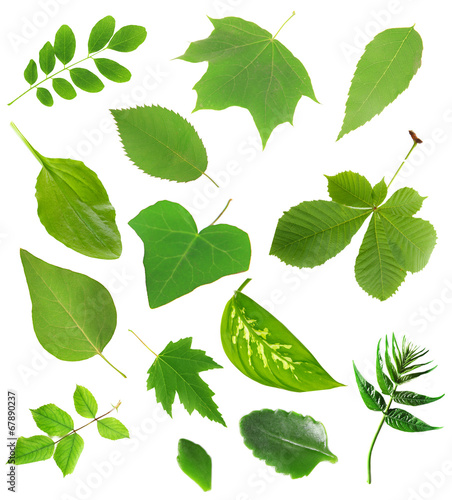 Collage of different leaves isolated on white