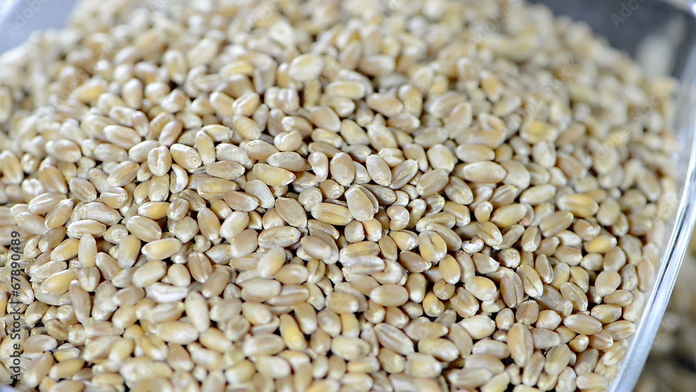 Portion of Wheat Grains in a bowl (not loopable video) Portion of Wheat Grains in a bowl (not loopable video)