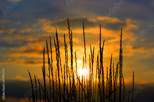 Grass on sunset sky background