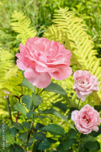 Pink roses in lush summer garden