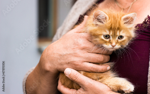 Fototapeta Naklejka Na Ścianę i Meble -  Furry ginger kitten resting in the arms of its owner