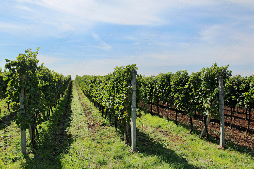 big vineyard with long lines in europe