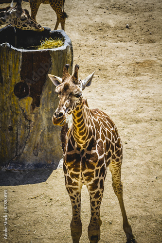 neck, beautiful giraffe in a zoo park © Fernando Cortés
