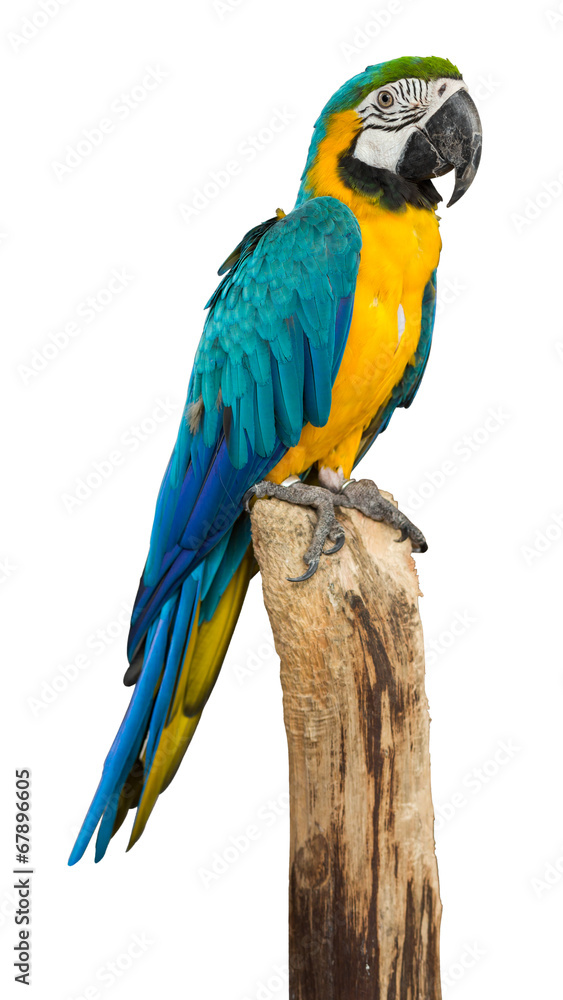 Naklejka premium Macaw bird isolated on white background, clipping path