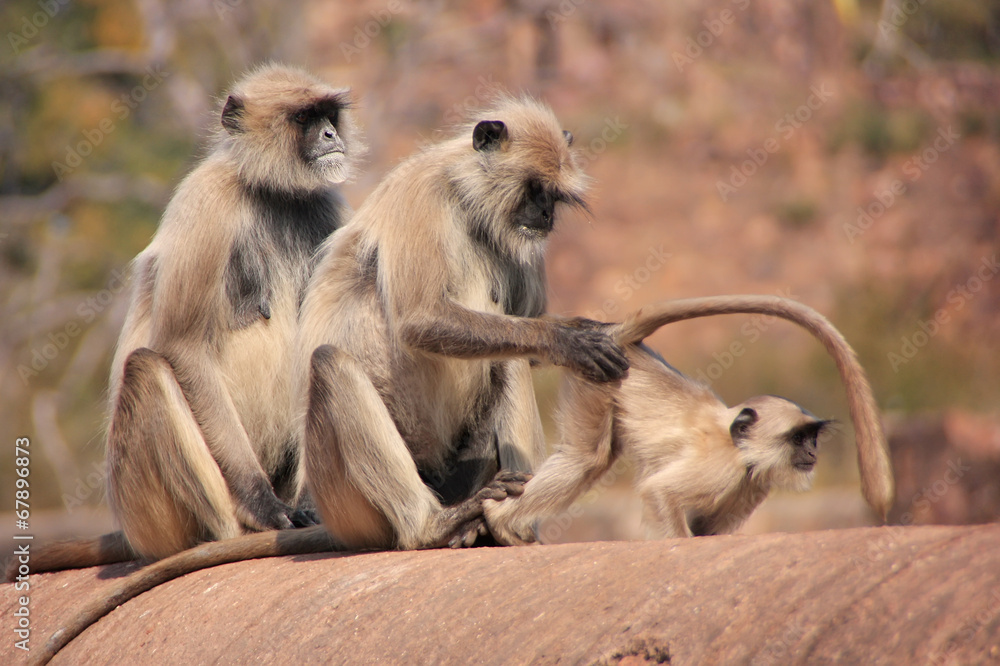 Gray langurs (Semnopithecus dussumieri) grooming at Ranthambore