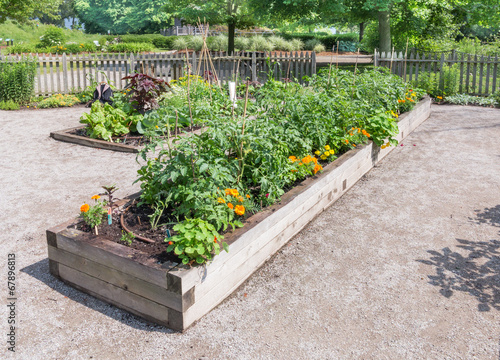 Vászonkép Community Garden with raised beds